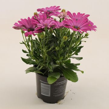 Osteospermum MARGARITA DARK PINK