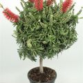 Callistemon viminalis 'Captain Cook'