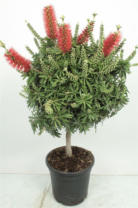 Callistemon viminalis 'Captain Cook'