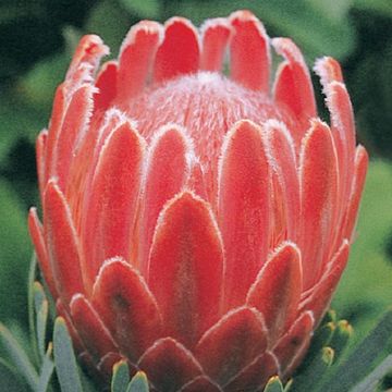 Protea 'Venus'