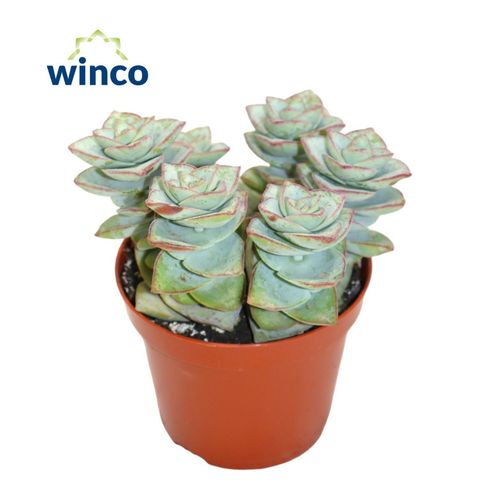 Crassula perforata 'Azul'