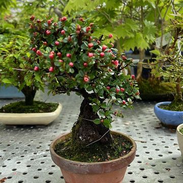 Cotoneaster horizontalis
