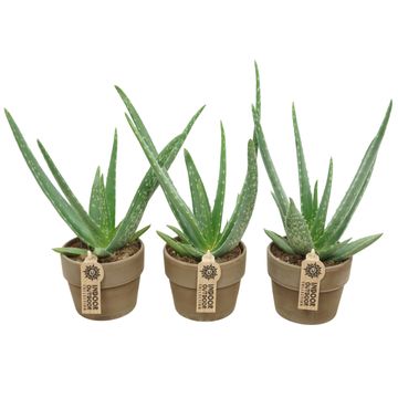 Aloe vera