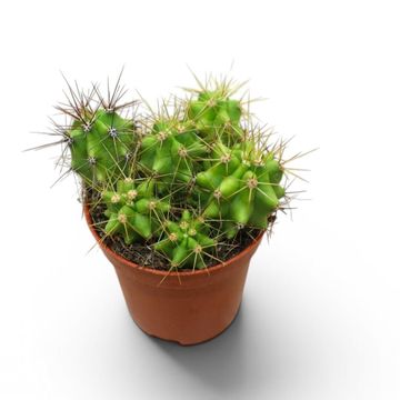Polaskia chende