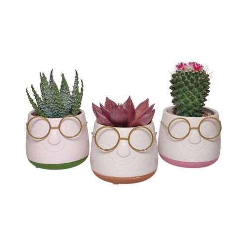 Cactus / Succulents MIX