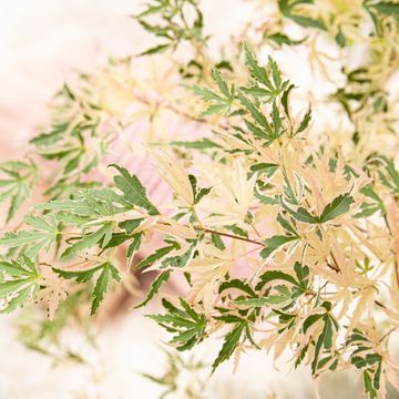 Acer palmatum 'Taylor'