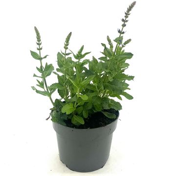 Salvia nemorosa 'Ostfriesland'
