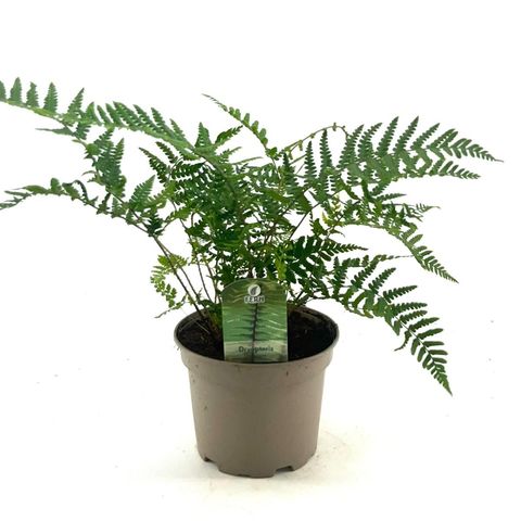 Dryopteris wallichiana