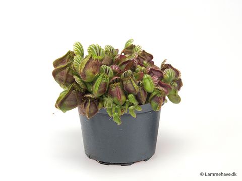 Cephalotus follicularis