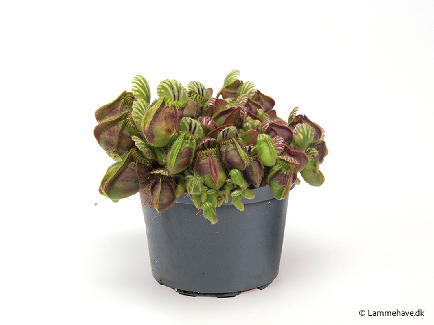 Cephalotus follicularis HMZ×SOHG Cephalotus follicularis — Plant Wholesale FlorAccess