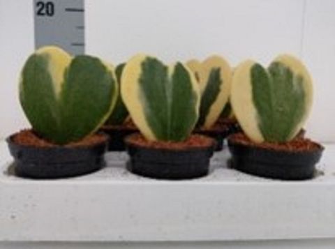 Hoya kerrii 'Variegata'