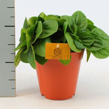 Peperomia albovittata 'Rana Verde'