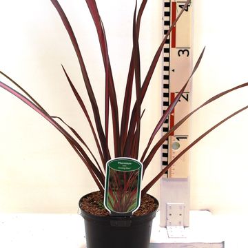 Phormium 'Evening Glow'