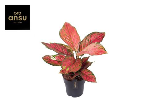 Aglaonema 'Ruby Love'