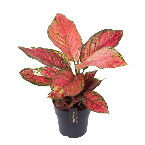 Aglaonema 'Ruby Love'