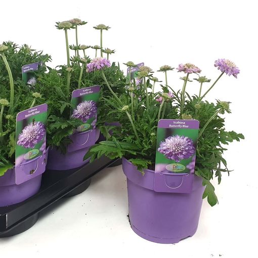 Scabiosa columbaria Butterfly Blue (P15 cm H25 cm) – Plant Wholesale ...