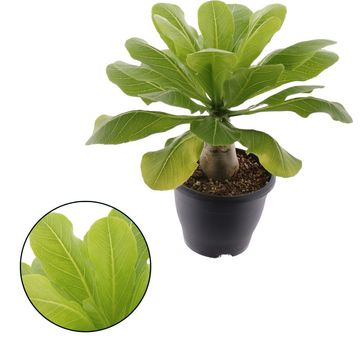 Brighamia insignis