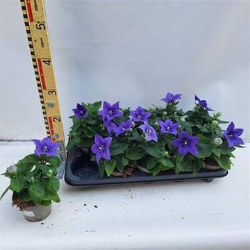 Platycodon grandiflorus