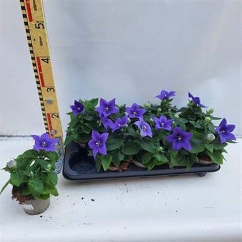 Platycodon grandiflorus