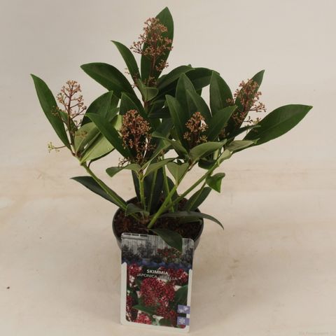 Skimmia japonica 'Rubella'