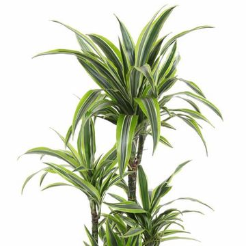 Dracaena fragrans 'Lemon Lime'
