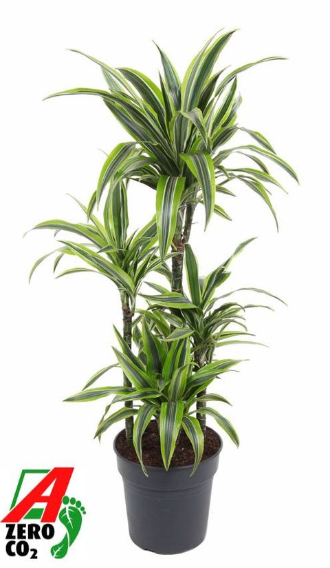 Dracaena fragrans 'Lemon Lime'