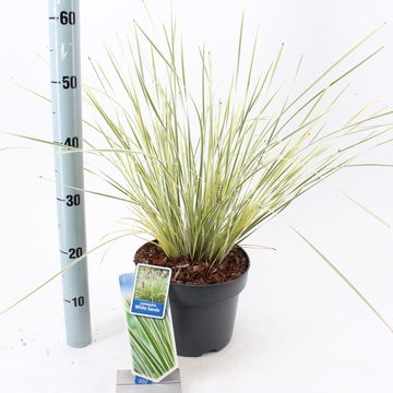 Lomandra longifolia WHITE SANDS