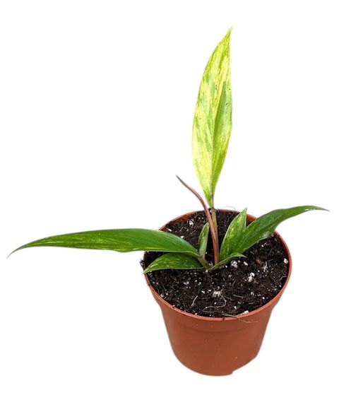 Philodendron 'Caramel Marble'