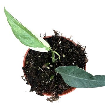 Epipremnum pinnatum 'Ghostie'