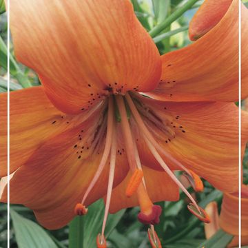 Lilium 'Salmon Flavour'