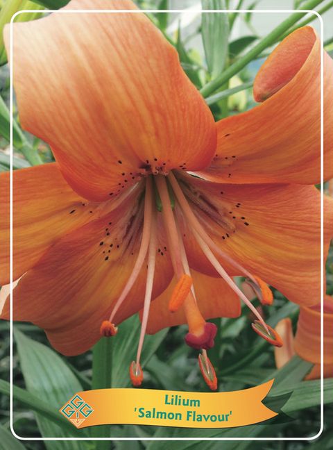 Lilium 'Salmon Flavour'