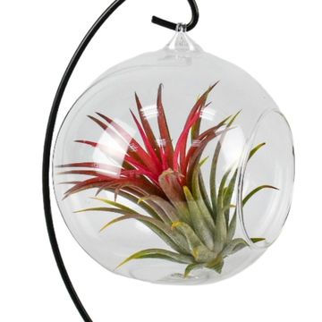 Tillandsia MIX