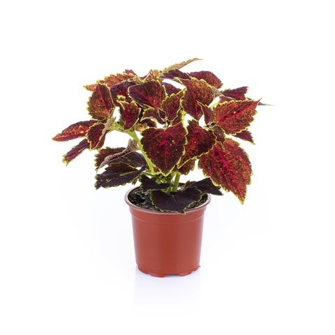 Plectranthus scutellarioides 'Bourbon Street'