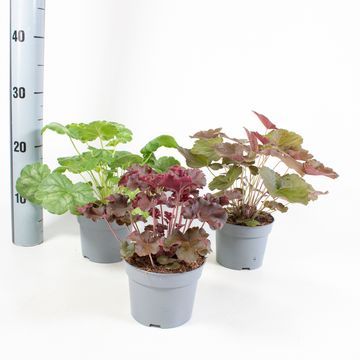 Heuchera MIX