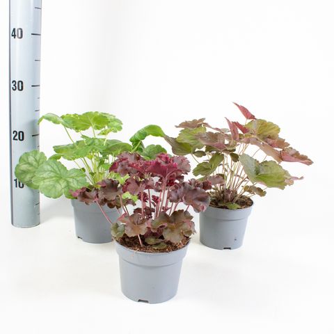 Heuchera MIX