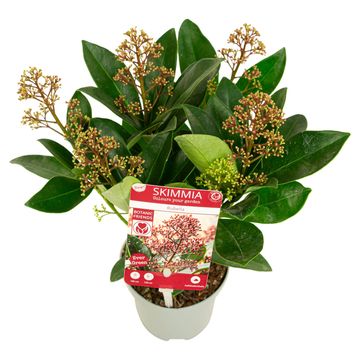 Skimmia japonica 'Rubella'