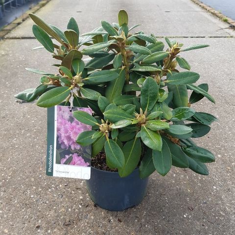 Rhododendron 'Silberwolke'