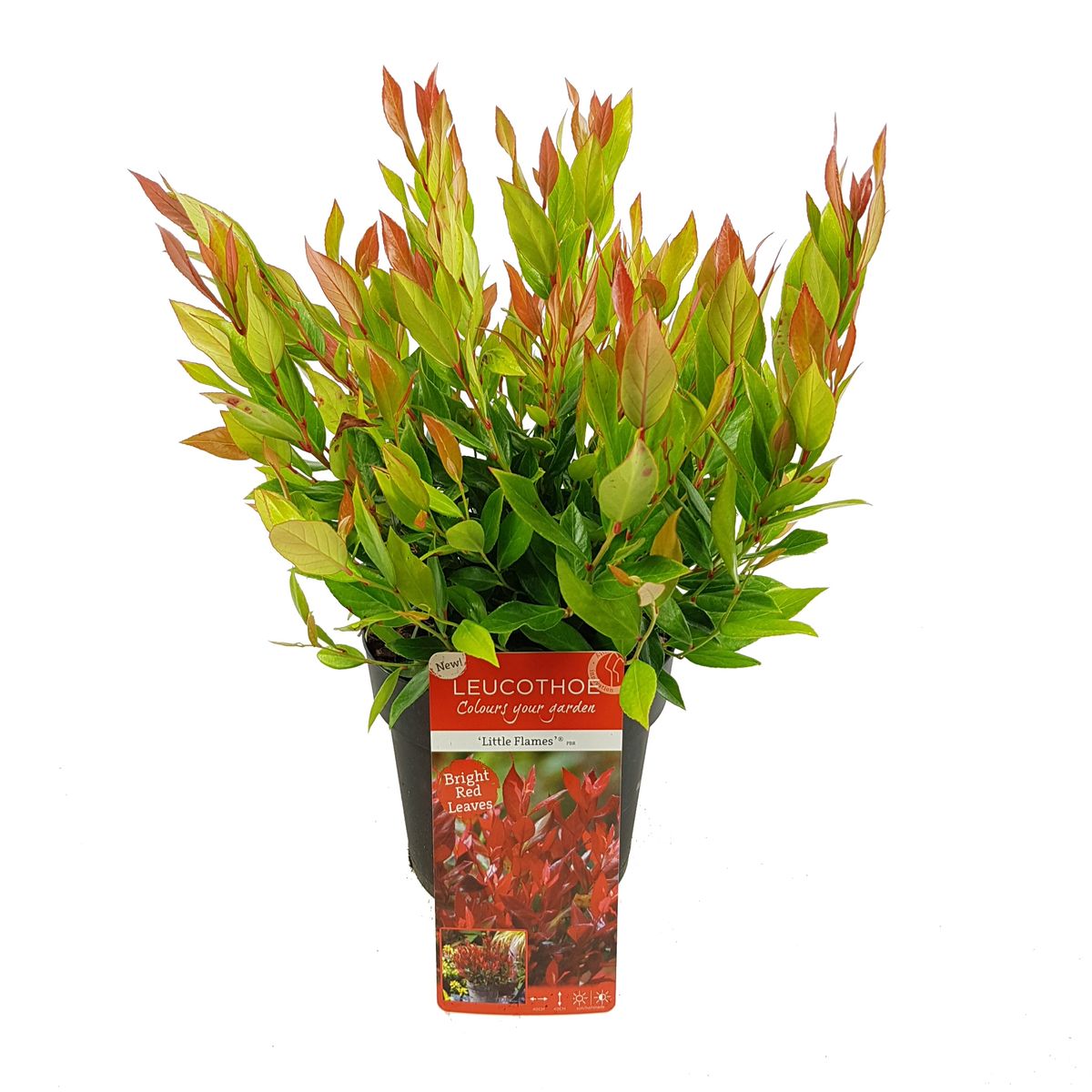 Leucothoe squirt