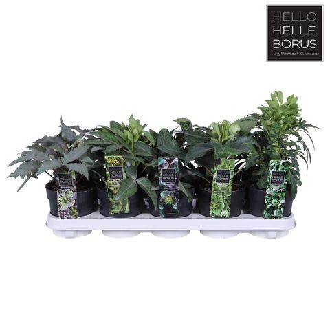 Helleborus MIX
