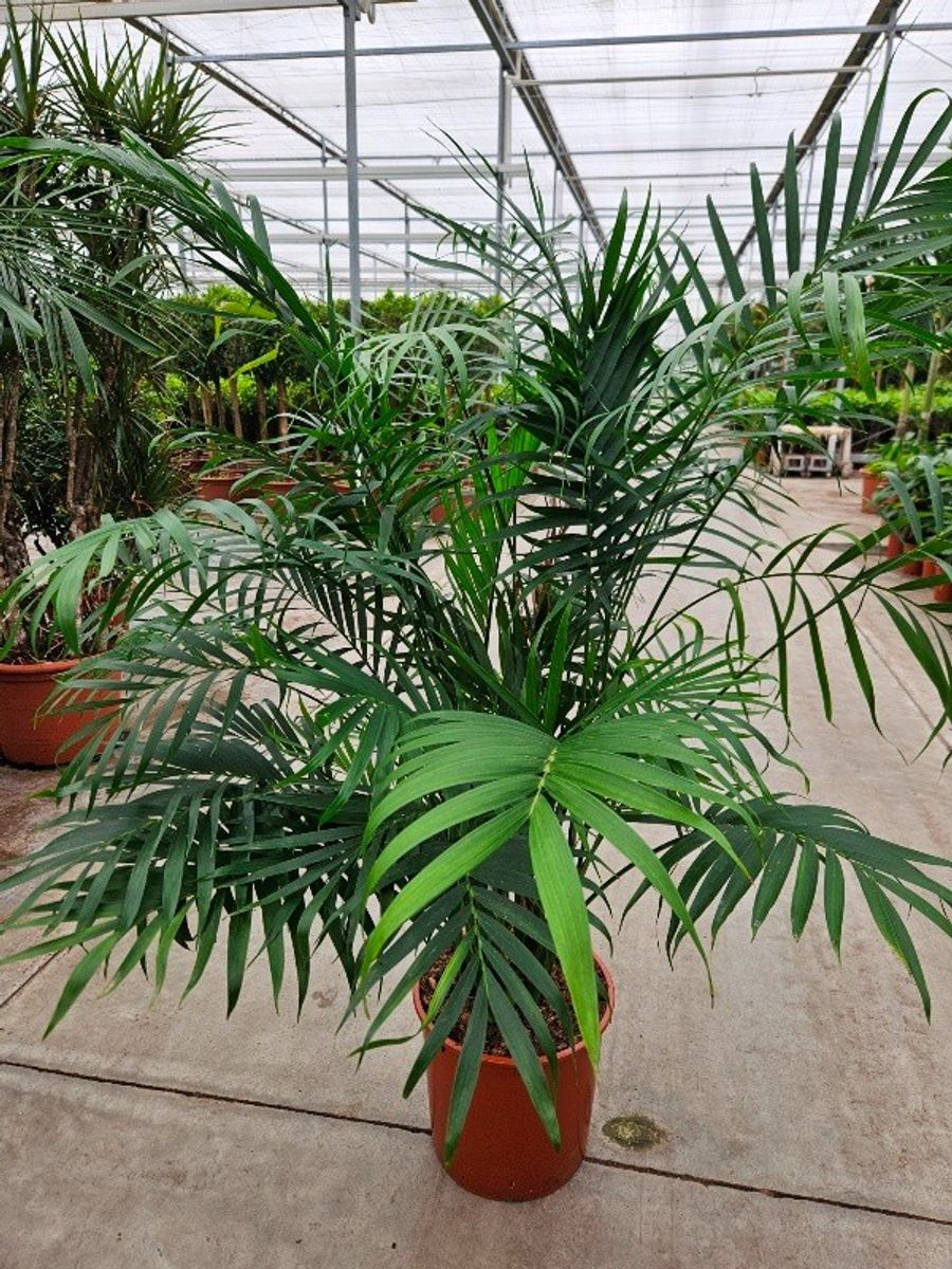 Chamaedorea Verzorging (Mexicaanse dwergpalm) - 12 Tips en Kenmerken