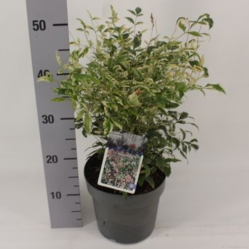 Nandina domestica 'Twilight'