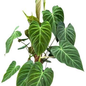 Филодендрон 'Splendid'