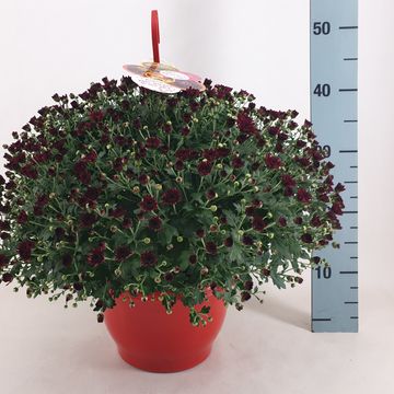 Chrysanthemum SKYFALL RED