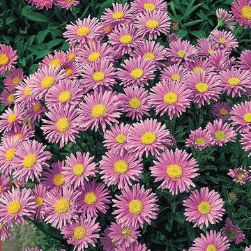 Aster alpinus 'Happy End'