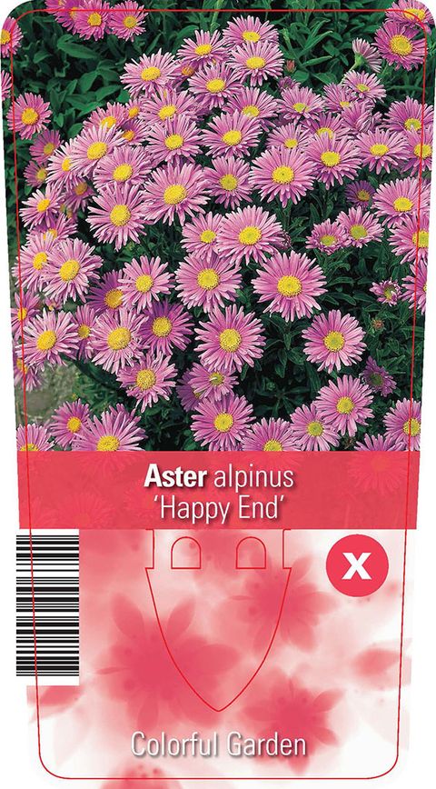 Aster alpinus 'Happy End'