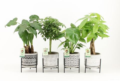 Plantes d'interieur MIX