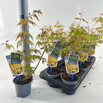 Acer palmatum 'Sangokaku'