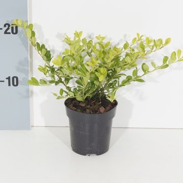 Ilex crenata 'Golden Gem'