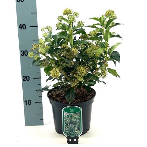 Hedera helix 'Simone'