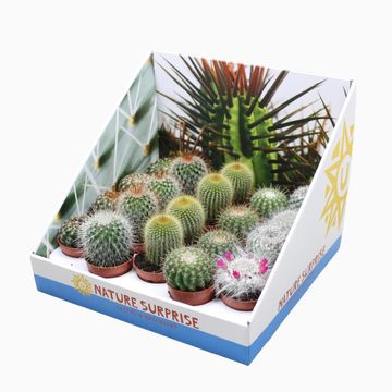 Cactus MIX